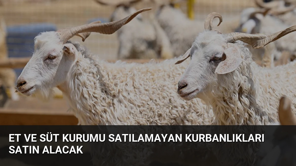 Et ve Süt Kurumu Satılamayan Kurbanlıkları Satın Alacak