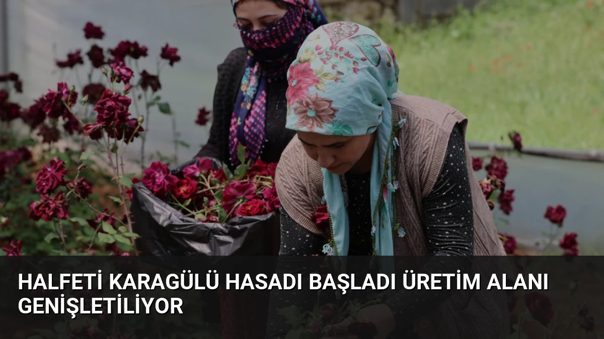 Halfeti Karagülü Hasadı Başladı Üretim Alanı Genişletiliyor