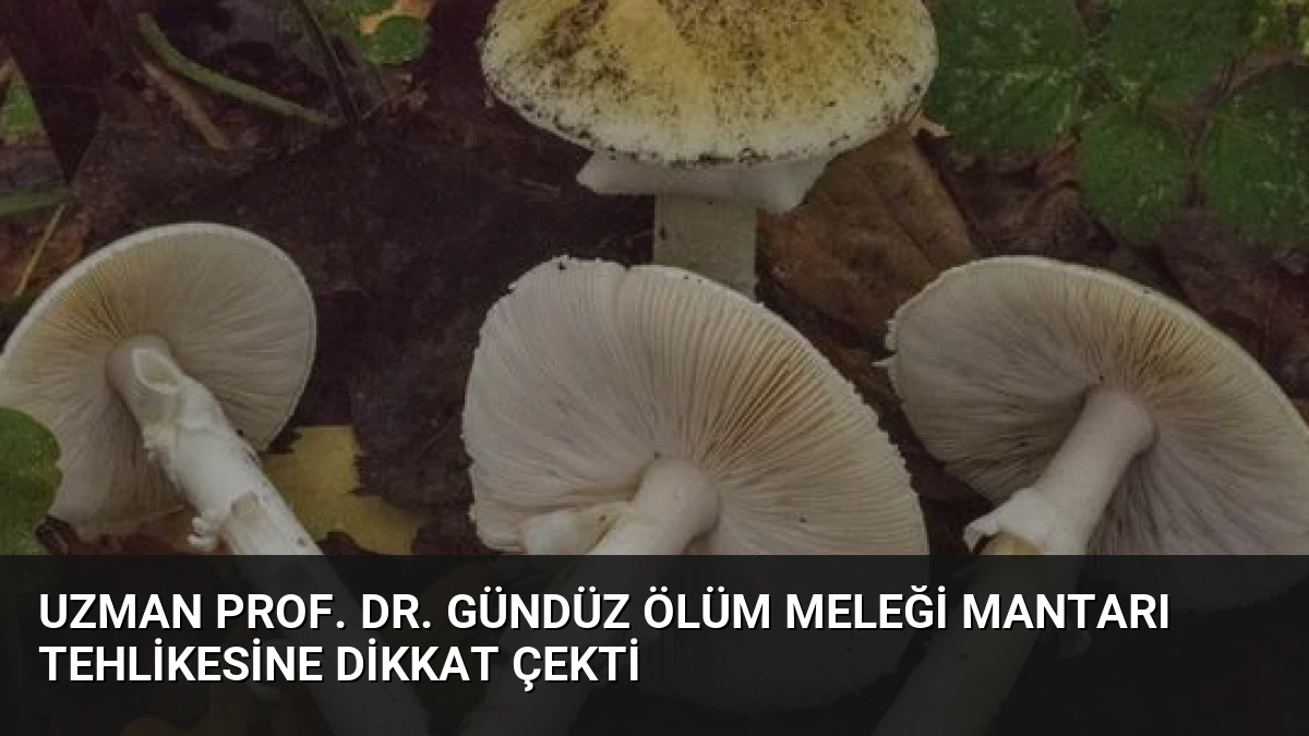 Uzman Prof. Dr. Gündüz Ölüm Meleği Mantarı Tehlikesine Dikkat Çekti