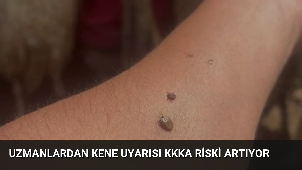 Uzmanlardan Kene Uyarısı KKKA Riski Artıyor
