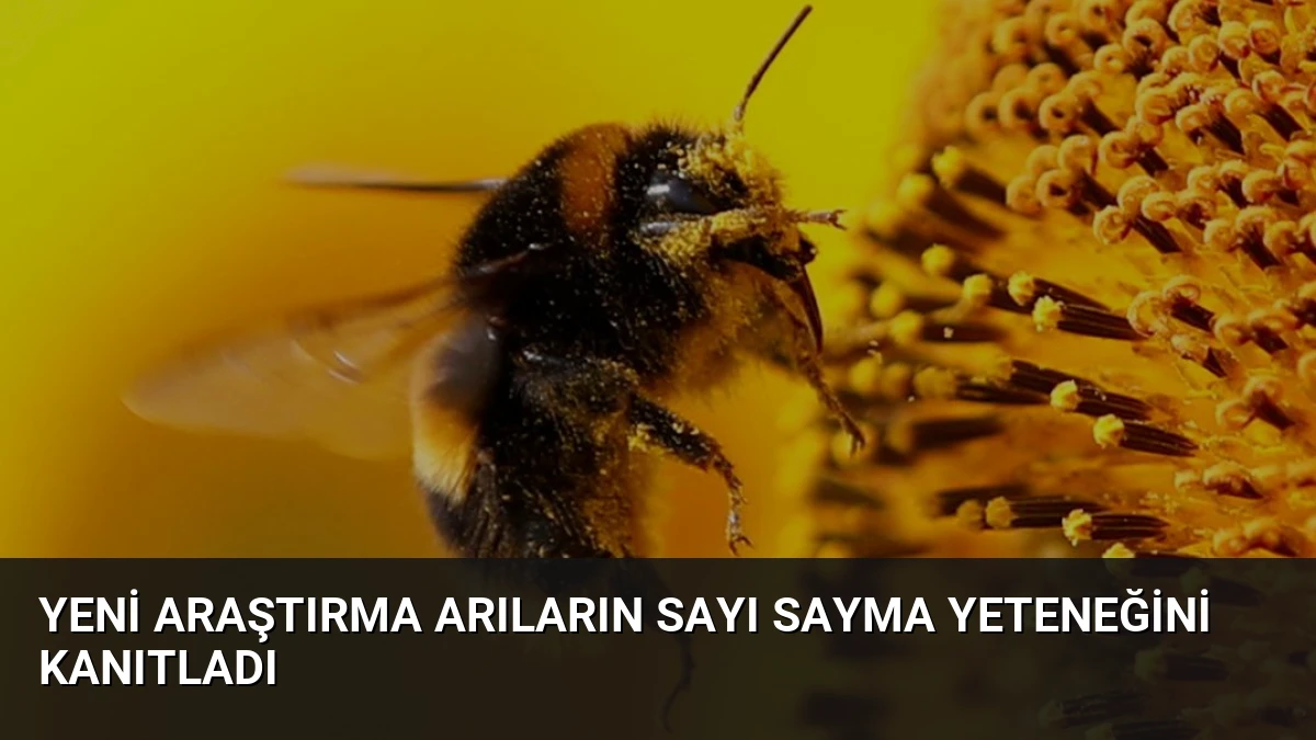 Yeni Araştırma Arıların Sayı Sayma Yeteneğini Kanıtladı
