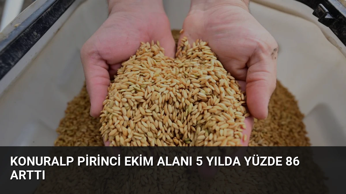 Konuralp Pirinci Ekim Alanı 5 Yılda Yüzde 86 Arttı