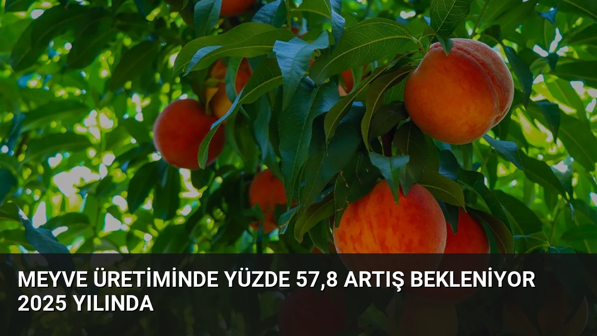 Meyve Üretiminde Yüzde 57,8 Artış Bekleniyor 2025 Yılında