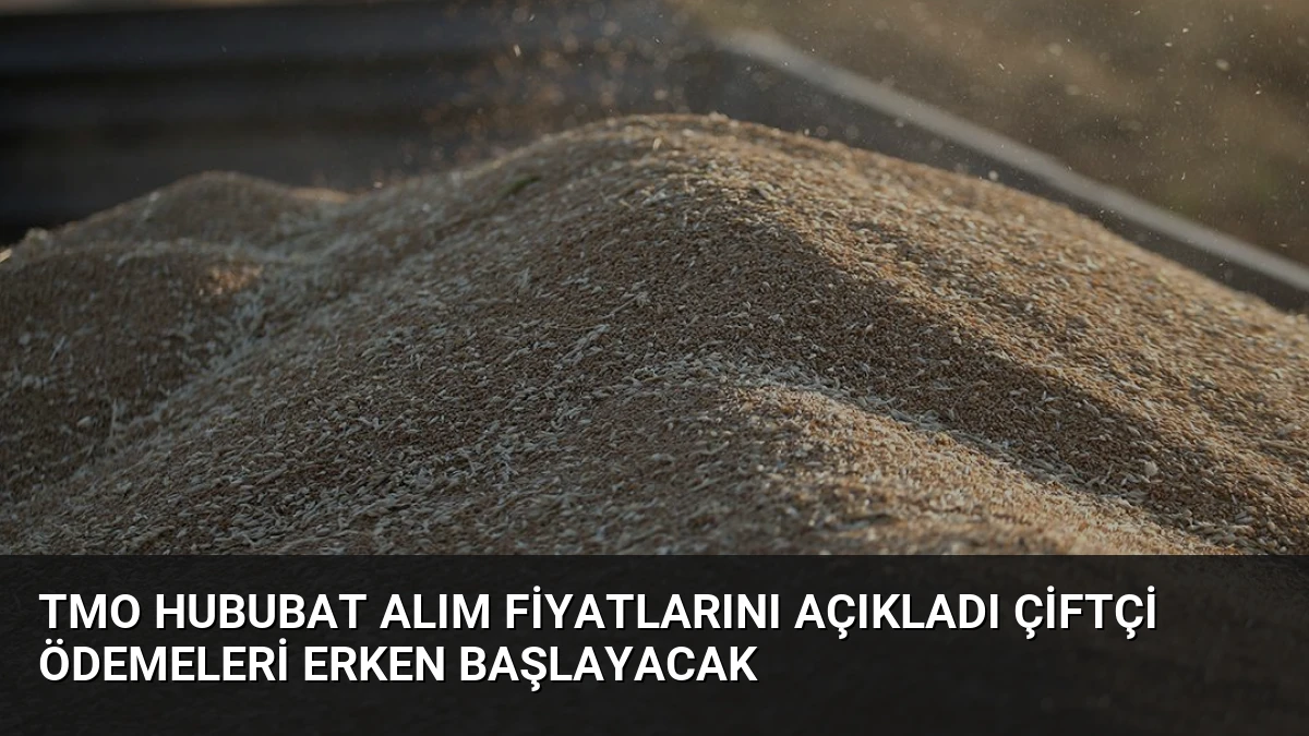TMO Hububat Alım Fiyatlarını Açıkladı Çiftçi Ödemeleri Erken Başlayacak