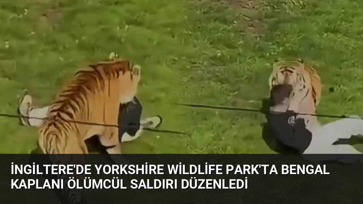 İngiltere’de Yorkshire Wildlife Park’ta Bengal Kaplanı Ölümcül Saldırı Düzenledi