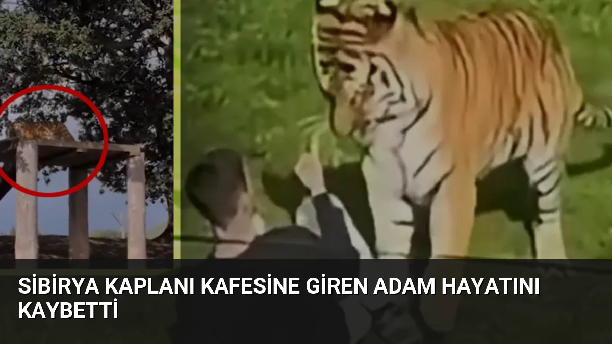 Sibirya Kaplanı Kafesine Giren Adam Hayatını Kaybetti
