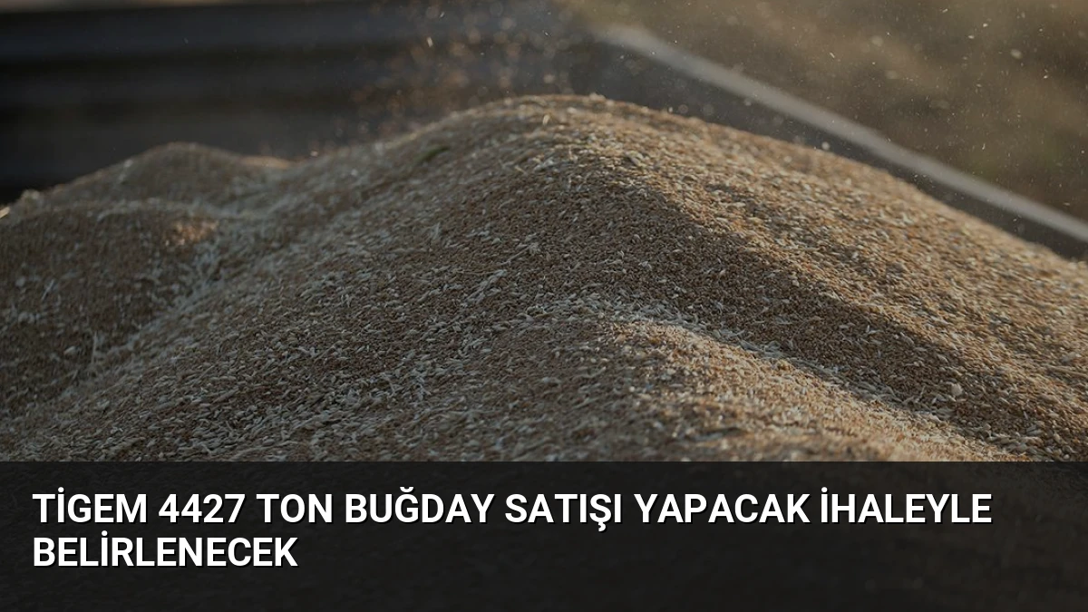 TİGEM 4427 Ton Buğday Satışı Yapacak İhaleyle Belirlenecek