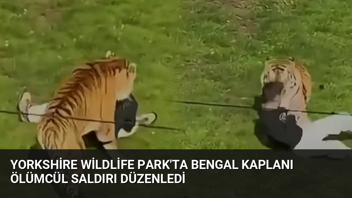 Yorkshire Wildlife Park’ta Bengal Kaplanı Ölümcül Saldırı Düzenledi